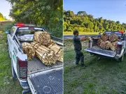 PM Ambiental apreende 330 hastes de palmito juçara em trilha no interior de São Paulo