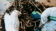 Poda de Plantas: Como o Corte Correto Estimula o Crescimento e a Saúde Vegetal