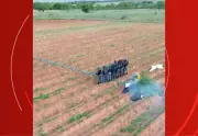 Polícia apreende 17 mil pés de maconha e 50 quilos da droga em Inajá, Pernambuco
