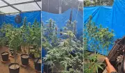 Polícia descobre estufa com mais de 100 pés de maconha em Búzios, RJ