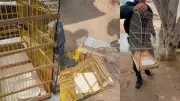 Polícia resgata aves silvestres e destrói gaiolas em nova operação no interior do Piauí