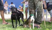 Prefeitura de Manaus oferece castração gratuita para cães e gatos a partir desta quarta