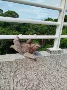 Preguiça é resgatada de ponte em área urbana de João Pessoa após alerta de estudantes