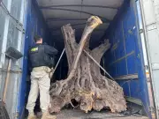 PRF apreende oliveiras centenárias contrabandeadas da Argentina em carreta no Paraná
