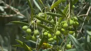 Produtor gaúcho busca orientação para cultivo de oliveiras no Rio Grande do Sul