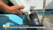 Projeto de proteção ao peixe-boi-da-amazônia amplia resgate e envolve comunidades ribeirinhas no Pará