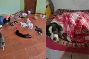 Projeto Mi Pets em Campo Grande pede ajuda para manter mais de 500 animais resgatados