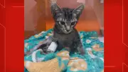 Psicólogo é condenado a 9 anos por maus-tratos a 17 gatos no Distrito Federal