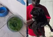 Pug é encontrado morto e cães são resgatados em situação de maus-tratos em Navegantes