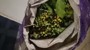 Quadrilha furta lavoura de café em Pedregulho; quatro são presos