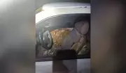 Quatro bois furtados são encontrados espremidos dentro de carro em Rosana