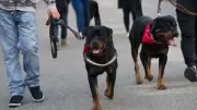 Raças Caninas Proibidas: 52 Países Têm Leis Restritivas para Cães Considerados Perigosos