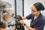 Recife oferece mais de 500 vagas gratuitas para castração de cães e gatos