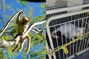 Resgate de gato em árvore termina com prisão da tutora por maus-tratos em Paranavaí