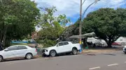 Árvore cai em Santarém e causa destruição, interrupção de serviços e interdição de via