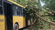 Árvore cai sobre ônibus na Estrada de Aldeia, em Paudalho, no Grande Recife