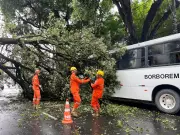 Árvore de grande porte cai e bloqueia rua no bairro das Graças, no Recife