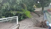 Árvore de grande porte cai em escola durante chuva intensa em Marília, SP