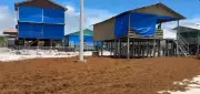Sargaço cobre faixa de areia da praia de Ajuruteua em Bragança, no Pará