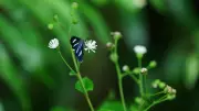Semana Nacional da Biodiversidade incentiva registro da natureza