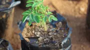 Sementes de moringa removem até 98% dos microplásticos da água, aponta estudo da UNESP