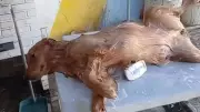 Soltando os Bichos: Programa Deste Domingo Apresenta Momentos Divertidos com Pets