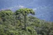 SP paga até R$ 36 mil a produtores para salvar araucária da extinção