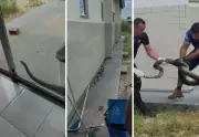 Sucuri de quase 4 metros é retirada de telhado de casa no Tocantins