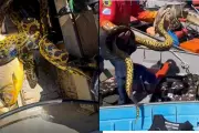 Sucuri invade barco e assusta grupo de pescadoras no Pantanal