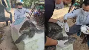 Tartaruga-verde ameaçada de extinção é resgatada com vida em praia do Pará