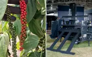 Tecnologia nacional mecaniza colheita de pimenta-do-reino e reduz custos