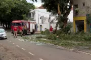 Temporal com ventos fortes derruba árvores e causa transtornos em Campo Grande
