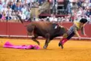 Toureiro espanhol sofre chifrada grave na nádega durante evento em Sevilha
