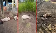 Treze ovelhas são mortas em ataques de cães na zona rural de Serrinha, Bahia