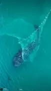 Tubarão-baleia escapa de rede de pesca artesanal em Arraial do Cabo
