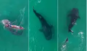 Tubarão-baleia é resgatado após ficar preso em rede de pesca em Arraial do Cabo