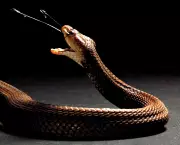 Turista alemão morre após ser mordido por cobra em espetáculo no Egito