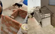 Tutora constrói 'casa própria' para cachorra Dalila em Boituva e viraliza nas redes