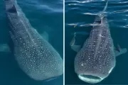 Vídeo impressionante mostra tubarões-baleia nadando no litoral de Ilhabela, SP