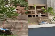 Vídeo revela abandono de seis pit bulls em casa no litoral paulista; suspeita de canil clandestino
