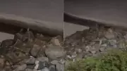Vídeo viral mostra suposta aparição de pinguim em praia de São Luís; biólogo analisa