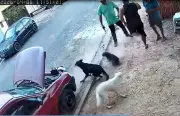 Vereador e policial civil dispara contra cães durante operação antidrogas em Itu