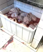 Vigilância Sanitária apreende mais de 500 kg de carne imprópria em Ituiutaba