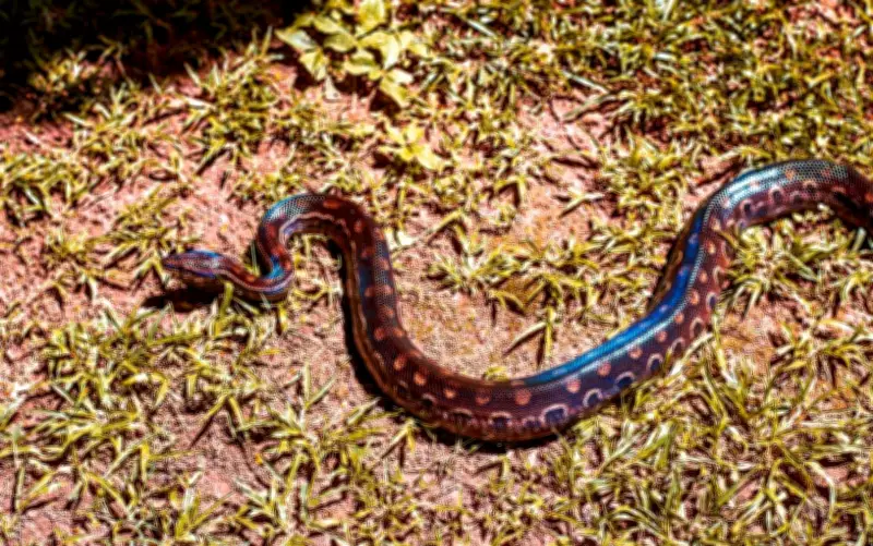 Jiboia arco-íris do Cerrado guarda segredos biológicos surpreendentes
