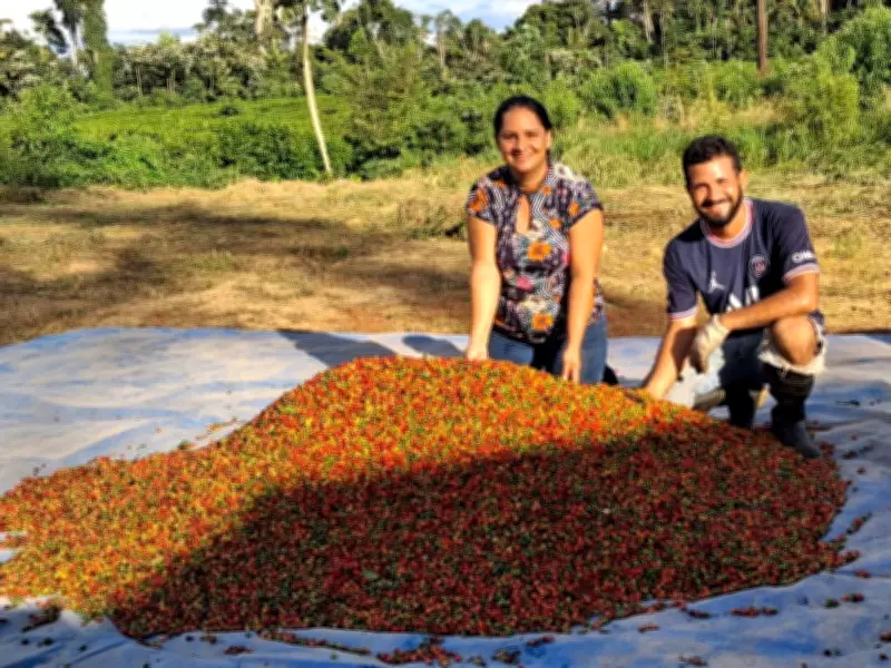 Produção de café no Acre cresce 115% e pequenos produtores lideram setor