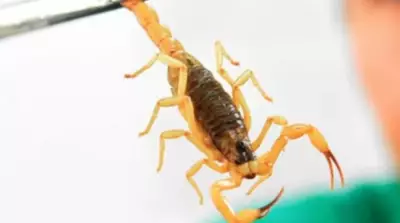 Acidentes com escorpião crescem 25% em SP; mortes e falta de soro preocupam