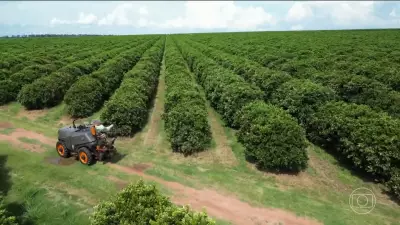 Agronegócio brasileiro bate recorde de empregos com vagas fora do campo