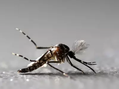 Anvisa aprova produção nacional da vacina contra chikungunya do Butantan