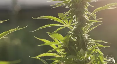 Anvisa flexibiliza regras para prescrição de Cannabis com baixo THC e cultivo para exportação