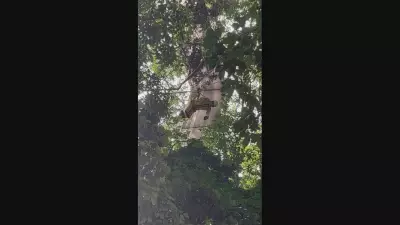 Asa-delta cai no Jardim Botânico: piloto de 71 anos é resgatado sem ferimentos